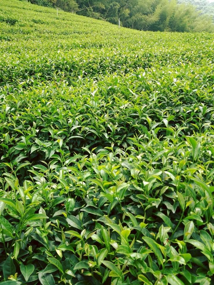 The Story of Oolong Tea