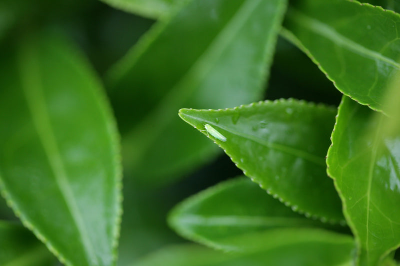 About our Tea