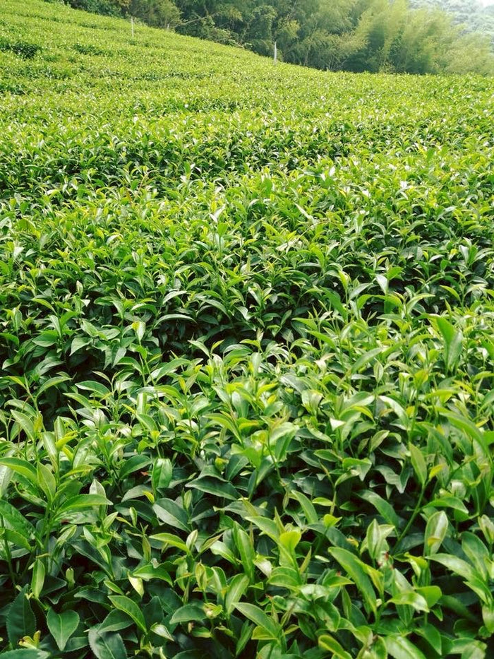 The Story of Oolong Tea